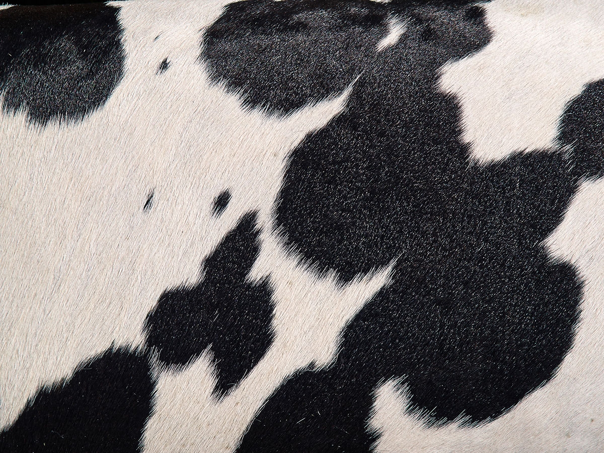 5 Ways To Find Cheap Cowhides For Sale Cowhide Rug Tips