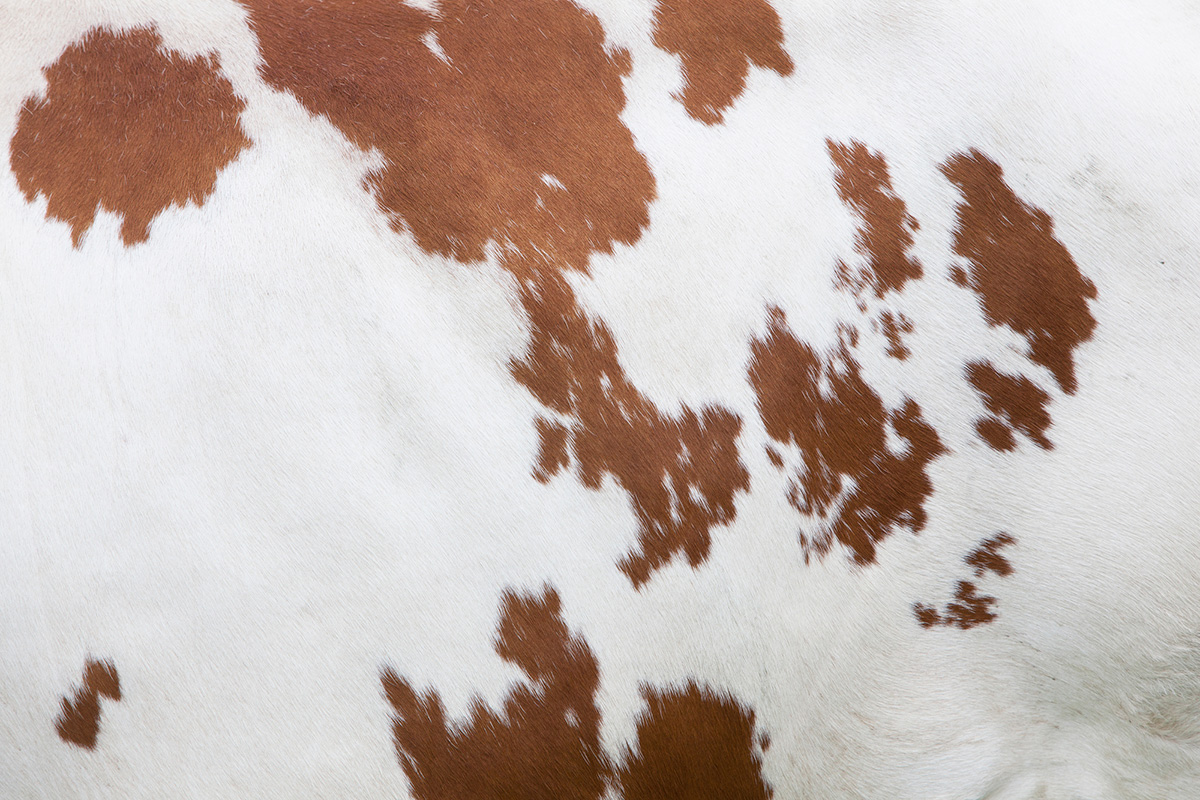 Brown Cow Print Stencil Off-White Cowhide