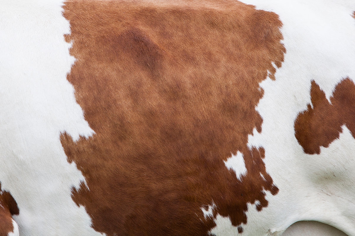 How To Pick Quality Cowhide Rugs For